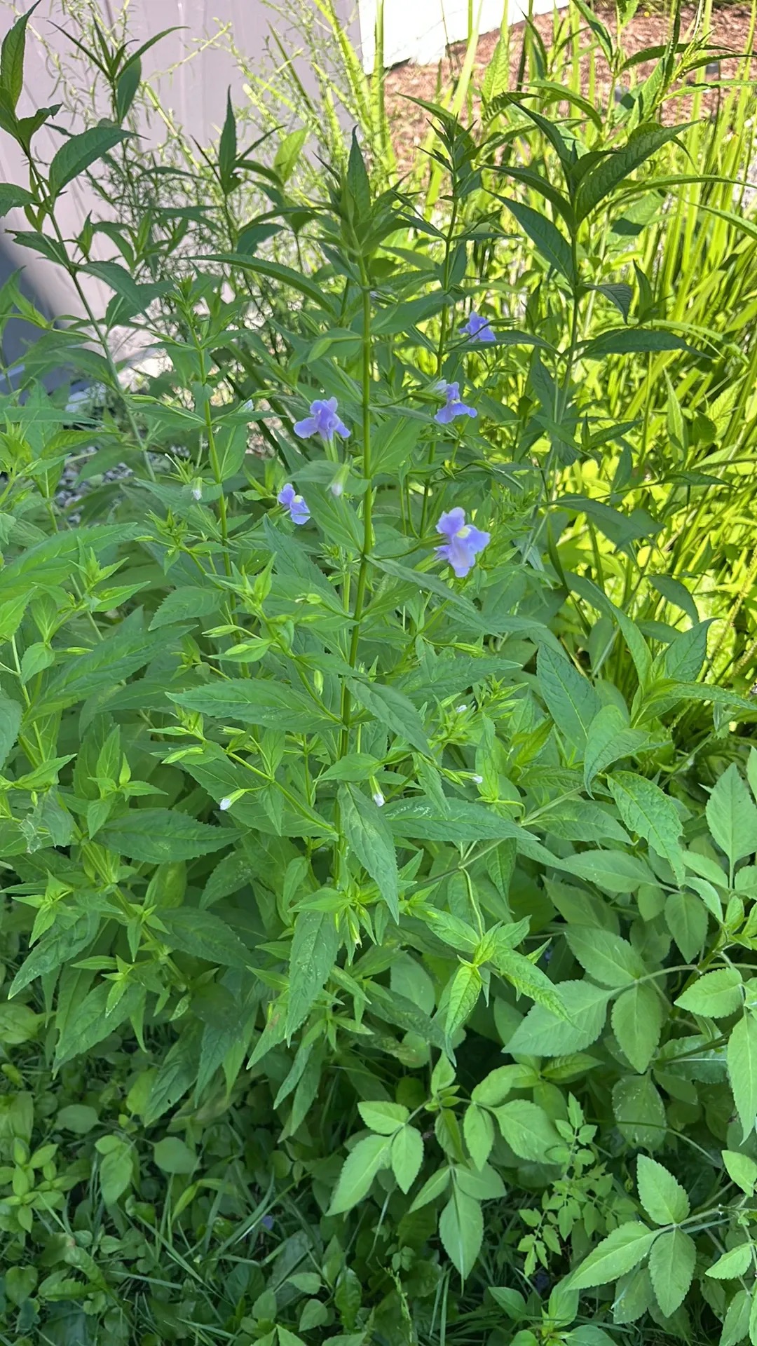 Mimulus Ringens